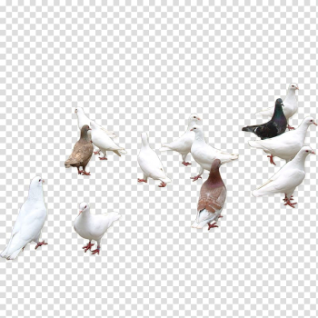 Columbidae Bird Icon, bird transparent background PNG clipart Columbidae Bird Icon, bird transparent background PNG clipart