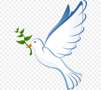 Columbidae Clip art - Dove Images Pictures Columbidae Clip art - Dove Images Pictures
