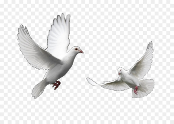Columbidae Domestic pigeon Bird Trash Doves Release dove - Doves flying 
