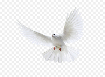 Columbidae Domestic pigeon Wedding - White flying pigeon PNG image 