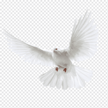 Columbidae Domestic pigeon Wedding, White flying pigeon, white dove illustration, animals, mirror, bird png