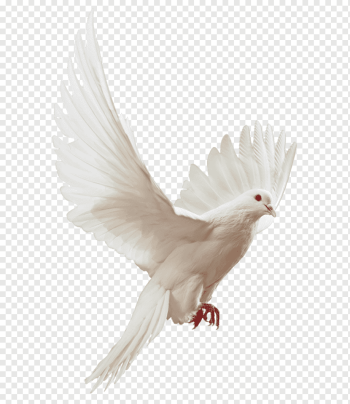 Columbidae Flight Bird graphy, DOVE, animals, chicken, fauna png Columbidae Flight Bird graphy, DOVE, animals, chicken, fauna png
