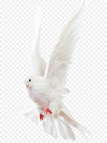 Columbidae Rock dove Homing pigeon - Pigeons Animals Columbidae Rock dove Homing pigeon - Pigeons Animals