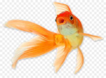 Comet Common goldfish Shark Cat Reptile - goldfish 