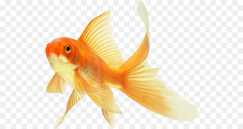 Comet Koi Common goldfish Ryukin Keeping goldfish - fish Comet Koi Common goldfish Ryukin Keeping goldfish - fish