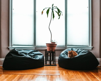 Comfortable Living Room Cat Comfortable Living Room Cat