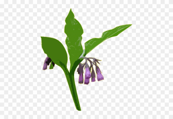 Comfrey Infused Almond Oil - Symphytum Officinale Png Comfrey Infused Almond Oil - Symphytum Officinale Png