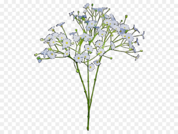 Common baby's-breath Flower bouquet Cut flowers Green - Common baby's-breath Flower bouquet Cut flowers Green -