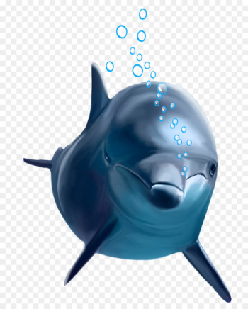 Common bottlenose dolphin - dolphin Common bottlenose dolphin - dolphin