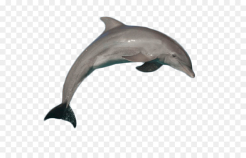 Common bottlenose dolphin Short-beaked common dolphin Porpoise Image - dolphin 