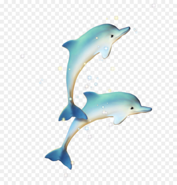 Common bottlenose dolphin Short-beaked common dolphin Tucuxi - Blue Dolphin 