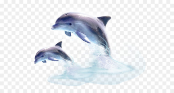Common bottlenose dolphin Short-beaked common dolphin Wholphin Tucuxi - dolphin 