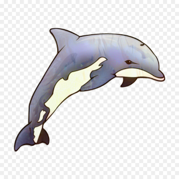 Common Bottlenose Dolphin, Shortbeaked Common Dolphin, Tucuxi, Bottlenose Dolphin, Dolphin PNG