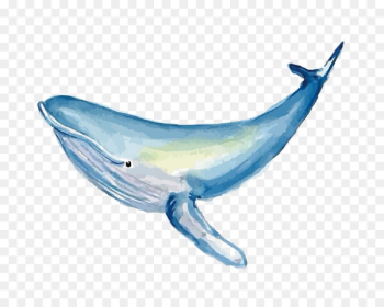 Common bottlenose dolphin Watercolor painting Whale - Vector watercolor whale 