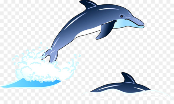 Common bottlenose dolphin Wholphin Tucuxi Rough-toothed dolphin Dolphin, Dolphin - dolphin 
