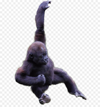 Common chimpanzee Western gorilla Monkey Instagram Talijiwo - monkey 
