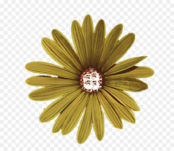 Common Daisy, Flower, Floral Design, Gerbera PNG Common Daisy, Flower, Floral Design, Gerbera PNG