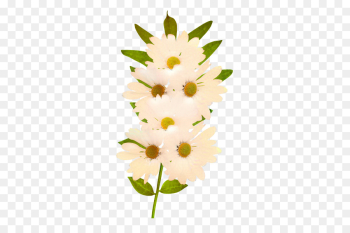 Common Daisy, Flower, Flower Bouquet, Plant PNG Common Daisy, Flower, Flower Bouquet, Plant PNG