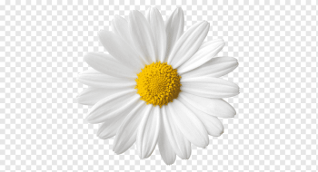 Common daisy Flower graphy, daisy, white, chamomile, daisy Family png