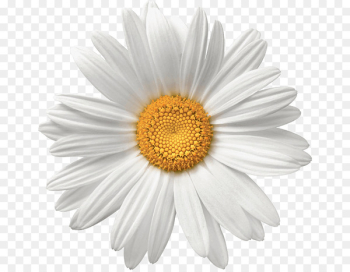 Common daisy Flower White Stock photography - daisy Common daisy Flower White Stock photography - daisy