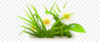 Common daisy - Flowers grass vector grass vector 