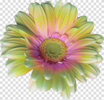 Common daisy Gerbera jamesonii Flower Rose, Pretty Gerbera transparent background PNG clipart