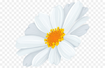 Common daisy Oxeye daisy Clip art - White Daisy Transparent Clip ...