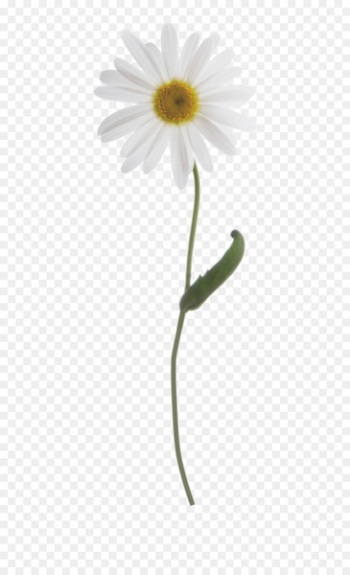 Common daisy Oxeye daisy Plant stem - chamomile Common daisy Oxeye daisy Plant stem - chamomile