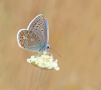 Common Female Blue Butterfly Common Female Blue Butterfly