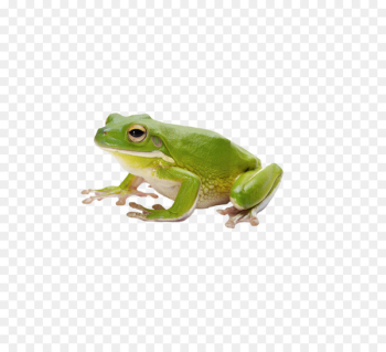 Common frog Amphibian Tadpole - frog Common frog Amphibian Tadpole - frog