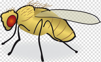 Common fruit fly Drawing , fly transparent background PNG clipart Common fruit fly Drawing , fly transparent background PNG clipart