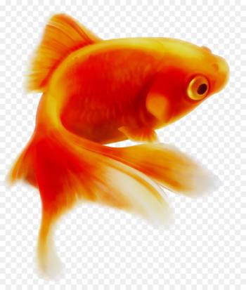 Common goldfish Common carp Portable Network Graphics Illustration -  