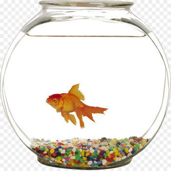 Common goldfish Siamese fighting fish Aquarium - Aquarium Common goldfish Siamese fighting fish Aquarium - Aquarium