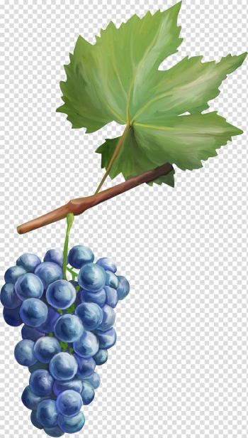 Common Grape Vine Fruit Grape leaves Berry, grape transparent background PNG clipart Common Grape Vine Fruit Grape leaves Berry, grape transparent background PNG clipart