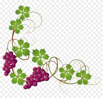 Common Grape Vine Grape Leaves Clip Art - Grape Vine Transparent Background Common Grape Vine Grape Leaves Clip Art - Grape Vine Transparent Background