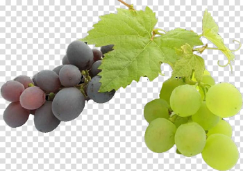 Common Grape Vine Grape seed oil Fruit, grape transparent background PNG clipart Common Grape Vine Grape seed oil Fruit, grape transparent background PNG clipart
