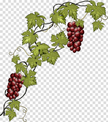 Common Grape Vine Wine Fruit, grape transparent background PNG clipart Common Grape Vine Wine Fruit, grape transparent background PNG clipart