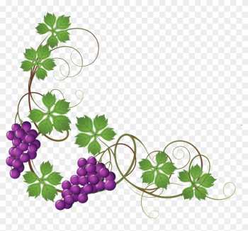 Common Grape Vine Wine Grape Leaves Clip Art - Grape Vine Transparent Background