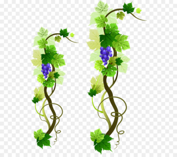 Common Grape Vine Wine Grape leaves - PNG grape vine vector material 