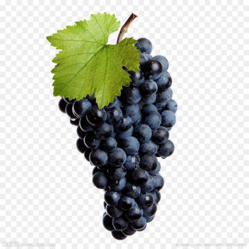Common Grape Vine Wine Isabella Stock photography - Black grapes 