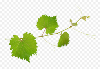 Common Grape Vine Wine Mirto Grape leaves - Grape leaves picture material 