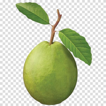 Common guava Fruit tree Tropical fruit, others transparent background PNG clipart Common guava Fruit tree Tropical fruit, others transparent background PNG clipart