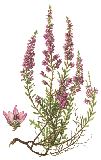 Common Heather Calluna Vulgaris - /plants/flowers/_H/heather ...