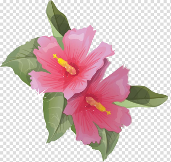 Common Hibiscus Flower , Flowers transparent background PNG clipart