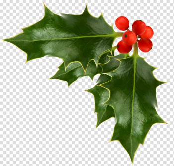 Common holly Christmas Free content , Corner Garland transparent background PNG clipart