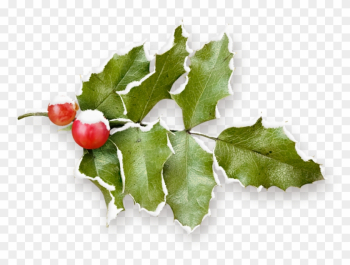 Common Holly Christmas Pomegranate Fruit - Common Holly Christmas Pomegranate Fruit Common Holly Christmas Pomegranate Fruit - Common Holly Christmas Pomegranate Fruit
