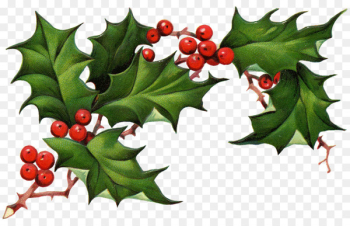 Common holly Christmas tree Christmas Eve Clip art - Christmas Elements PNG Pic 