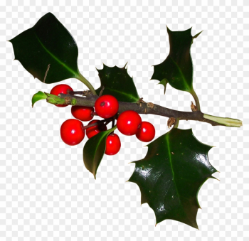 Common Holly Ilex Crenata Aquifoliales Christmas Magnolia - Common Holly Ilex Crenata Aquifoliales Christmas Magnolia