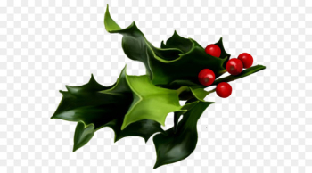 Common holly Mistletoe Christmas Clip art - Mistletoe PNG Art 