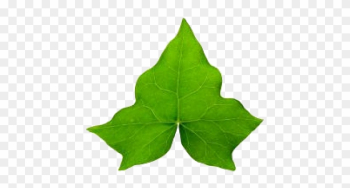Common Ivy Hedera Hibernica Leaf Vine Clip Art - Common Ivy Hedera Hibernica Leaf Vine Clip Art